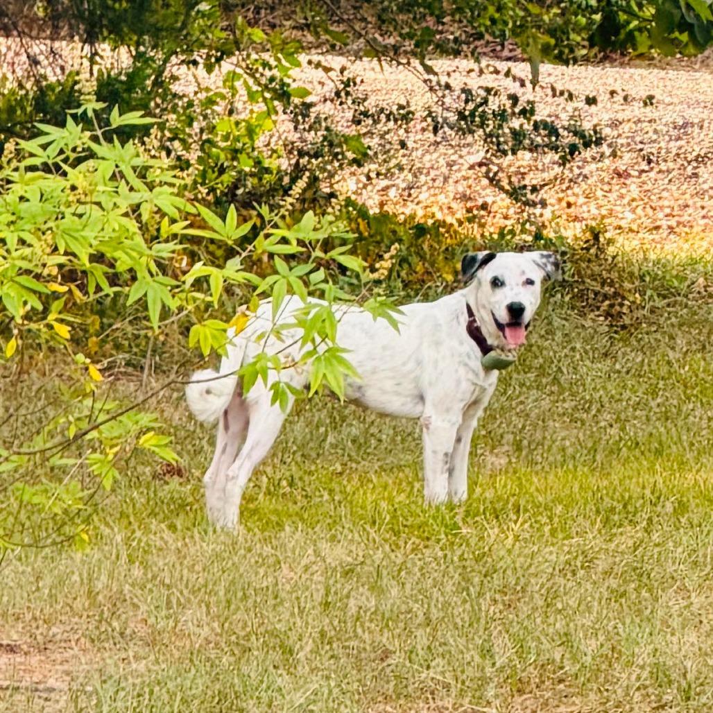 Enlarge Cici, a Adoptable mixed breed in Waite Park, MN image 5/6