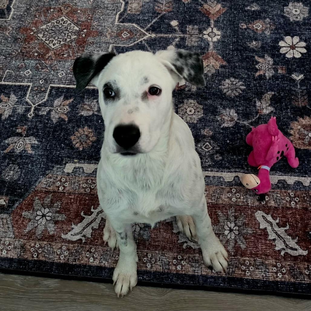 Enlarge Cici, a Adoptable mixed breed in Waite Park, MN image 4/6