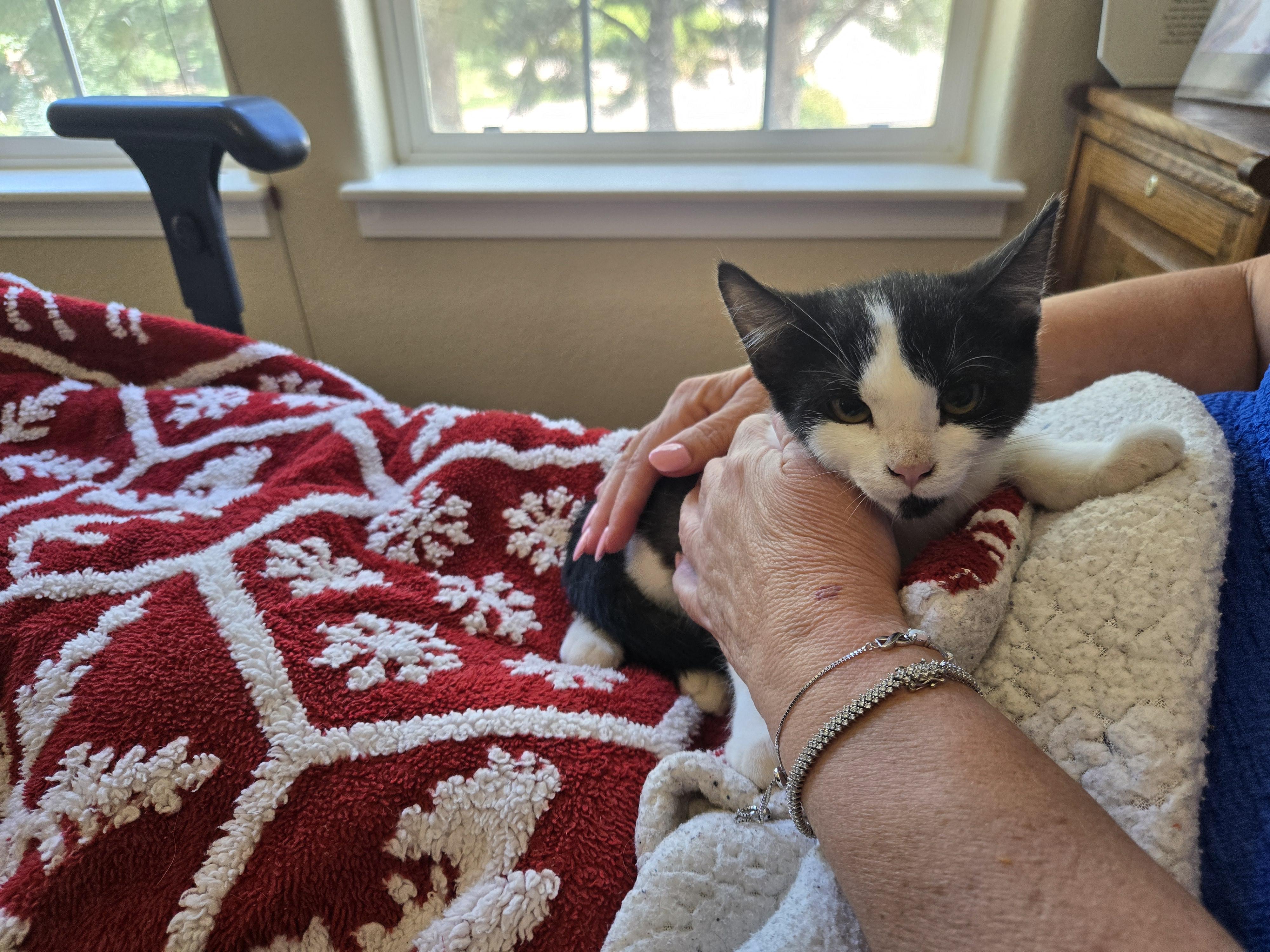 Luna, Adoptable, Kitten Female American Shorthair.