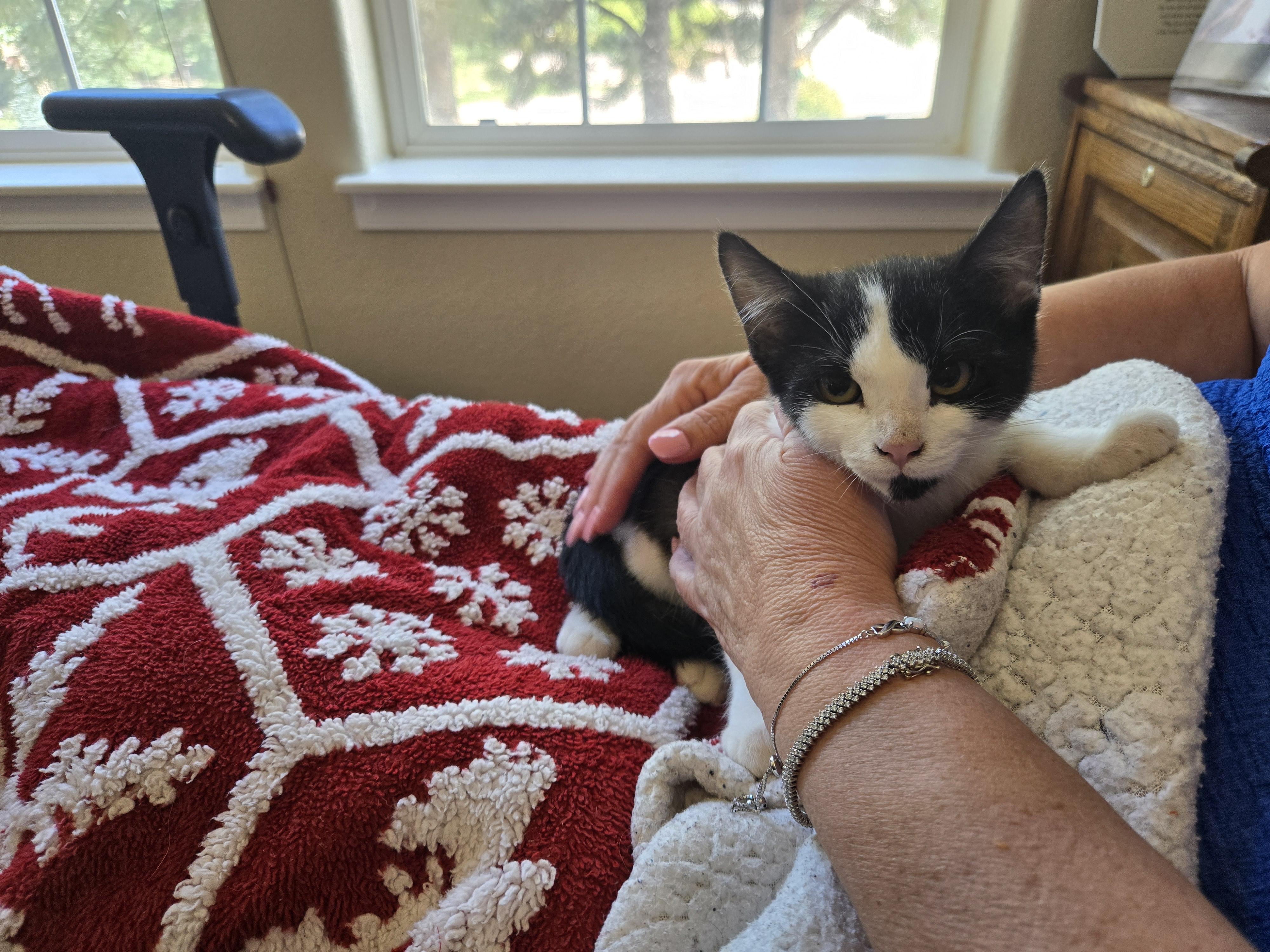 Luna, a Adoptable American Shorthair in Colorado Springs, CO image 2/2