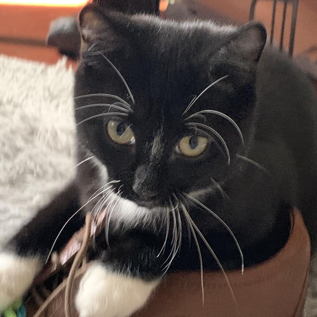 Enlarge Ruby (M) (Monroe ACO Kitten 1), a Adoptable Domestic Short Hair in Westport, CT image 1/6