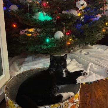 Ruby (M) (Monroe ACO Kitten 1), a Adoptable Domestic Short Hair in Westport, CT image 1/6