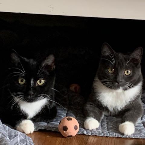 Ruby (M) (Monroe ACO Kitten 1), a Adoptable Domestic Short Hair in Westport, CT image 3/6