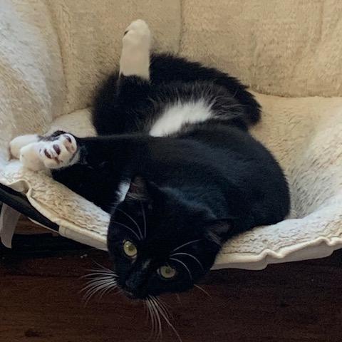 Ruby (M) (Monroe ACO Kitten 1), a Adoptable Domestic Short Hair in Westport, CT image 5/6