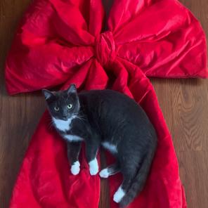 Enlarge Ruby (M) (Monroe ACO Kitten 1), a Adoptable Domestic Short Hair in Westport, CT image 6/6