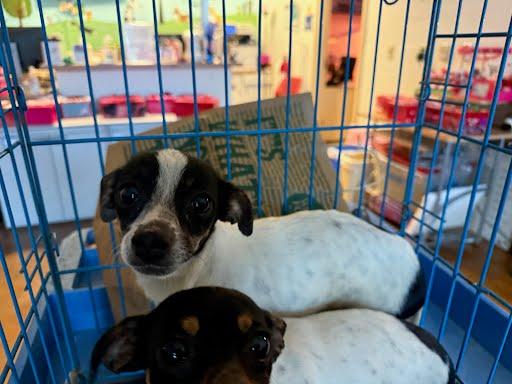 Betty, Adoptable, Young Female Dachshund & Chihuahua.
