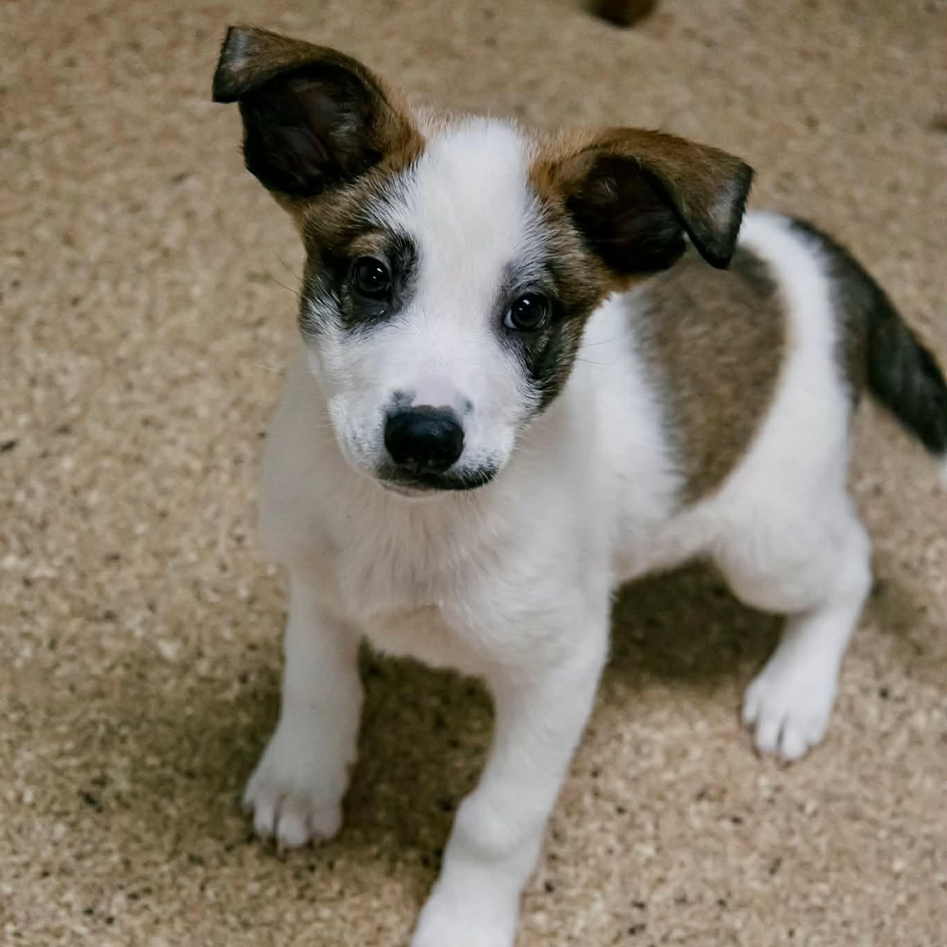 Stilton, ADOPTABLE, Puppy Male Australian Shepherd.