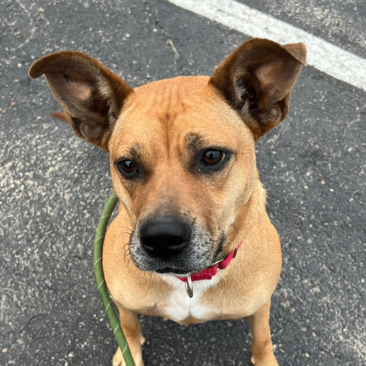 Dog for adoption Dotty, a Mixed Breed in Batavia, OH Petfinder