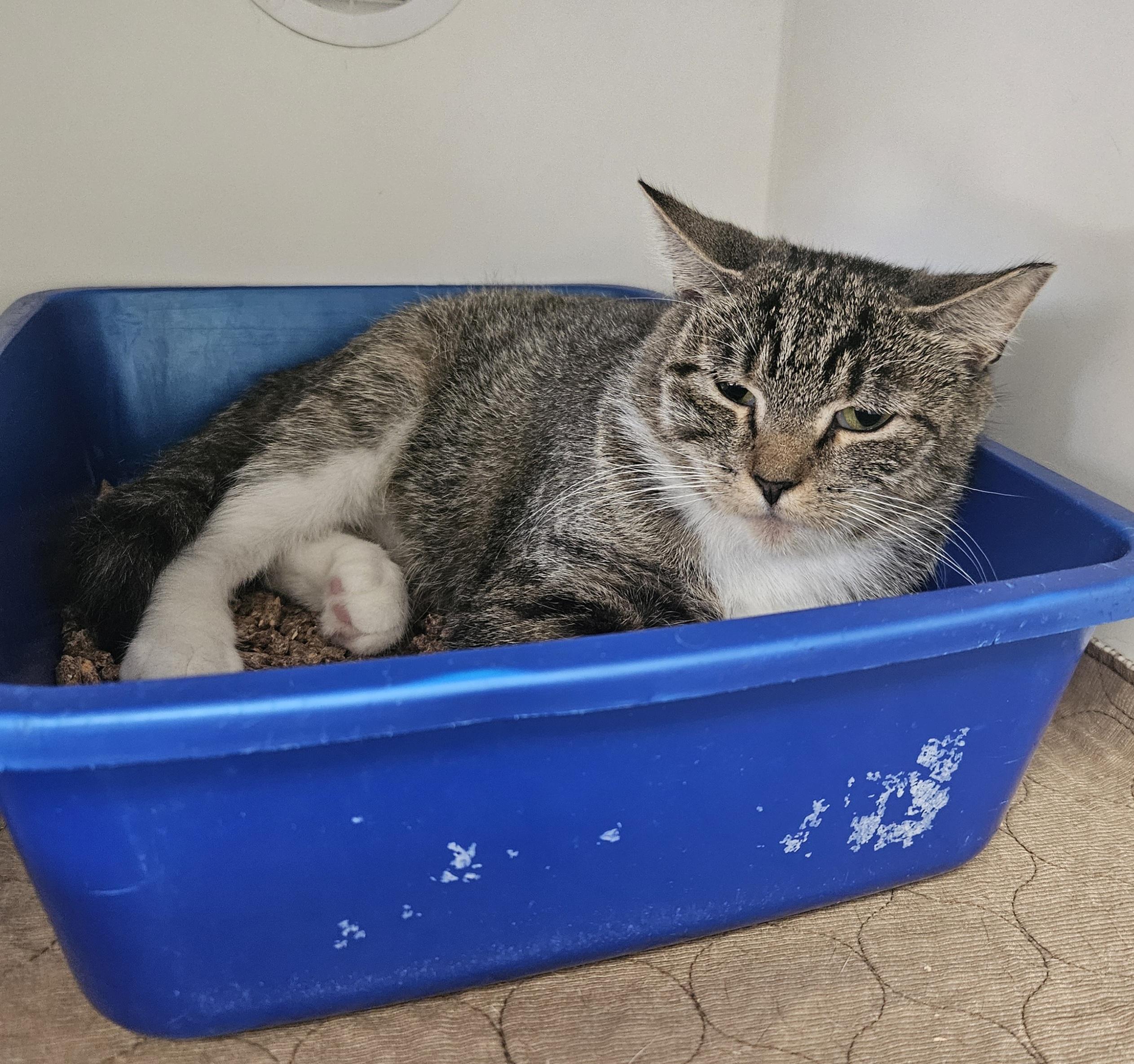 Enlarge Gemma, a ADOPTABLE Domestic Short Hair in Fall River, MA image 1/1