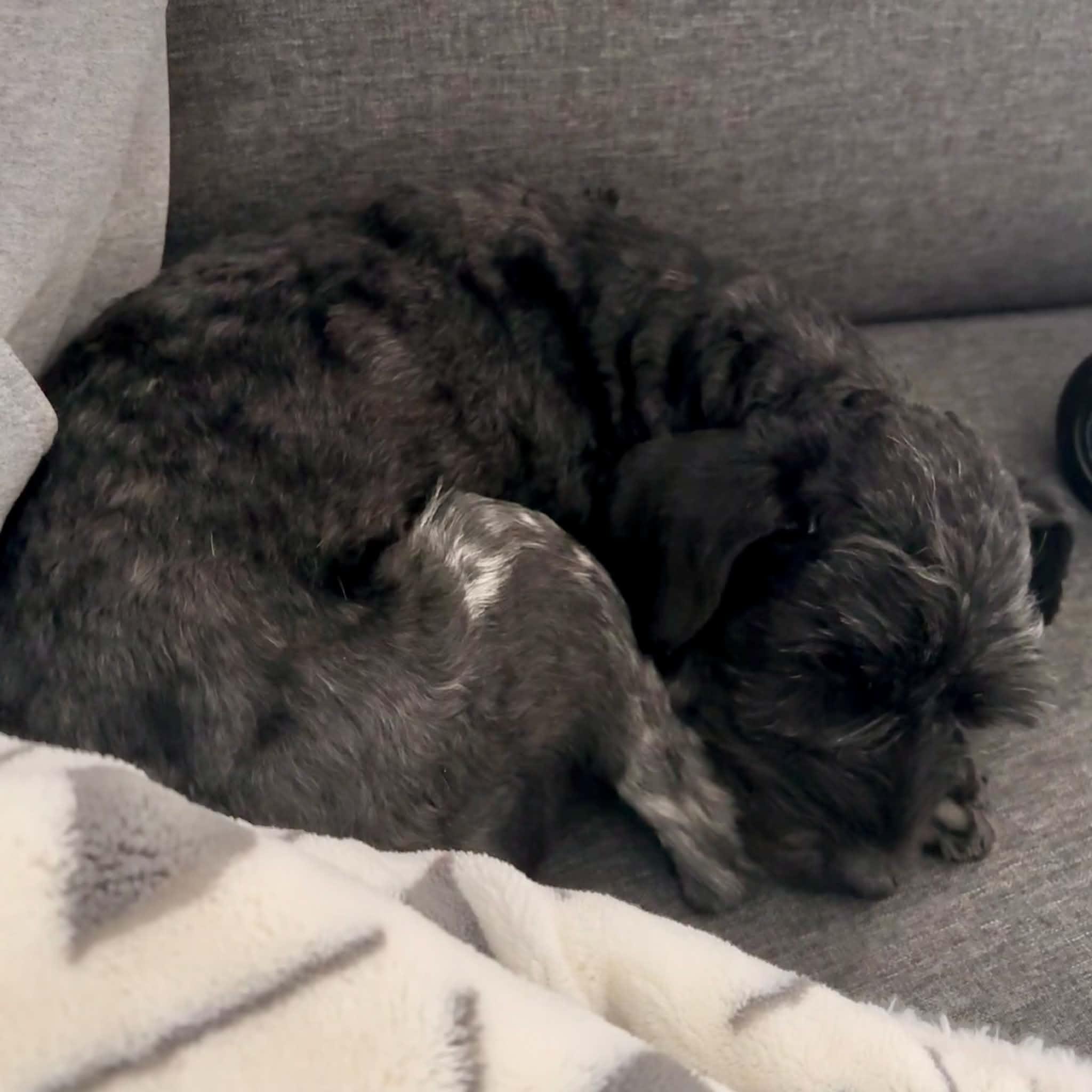 Enlarge Chance, a Adoptable Miniature Schnauzer in Boulder, CO image 6/6