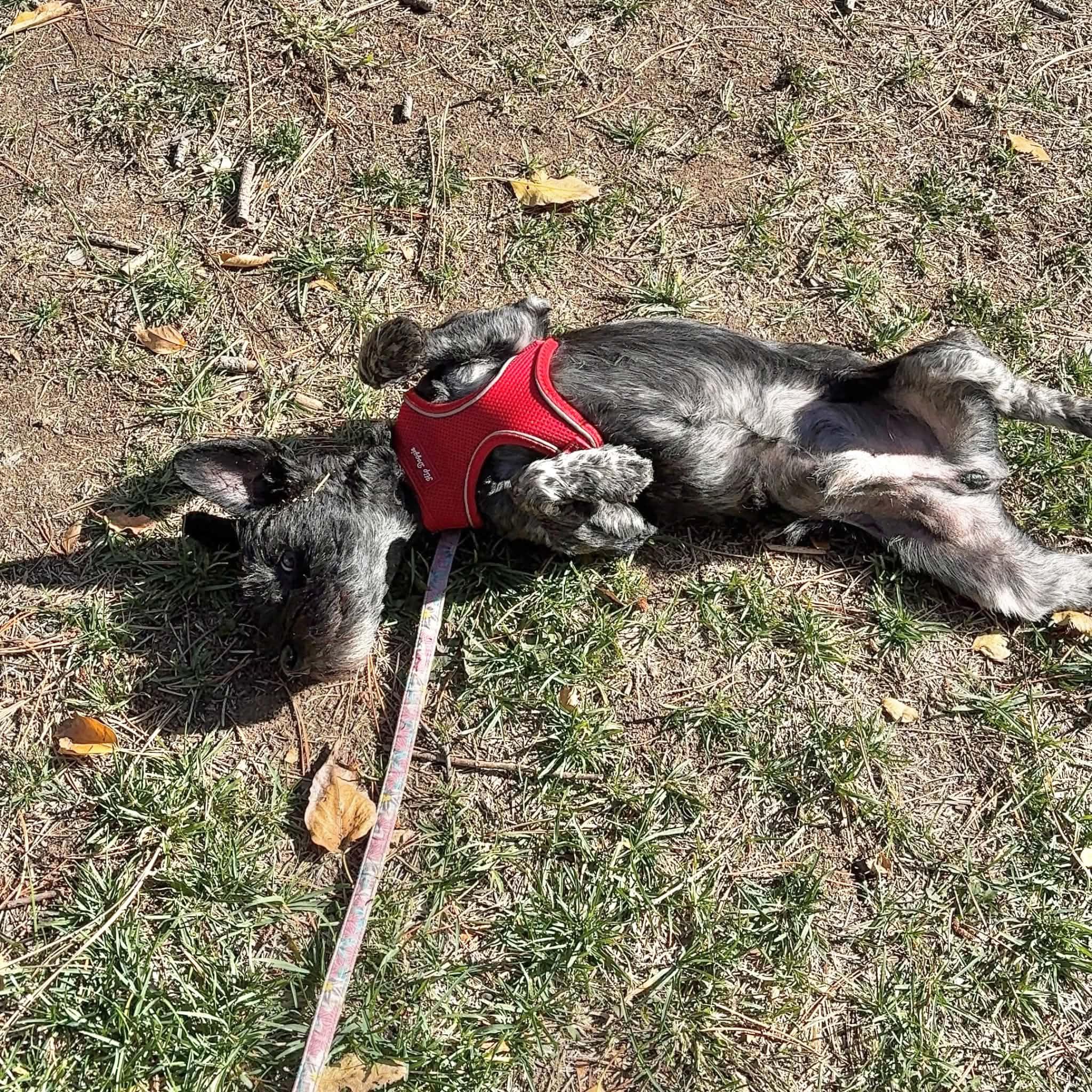 Enlarge Chance, a Adoptable Miniature Schnauzer in Boulder, CO image 3/6