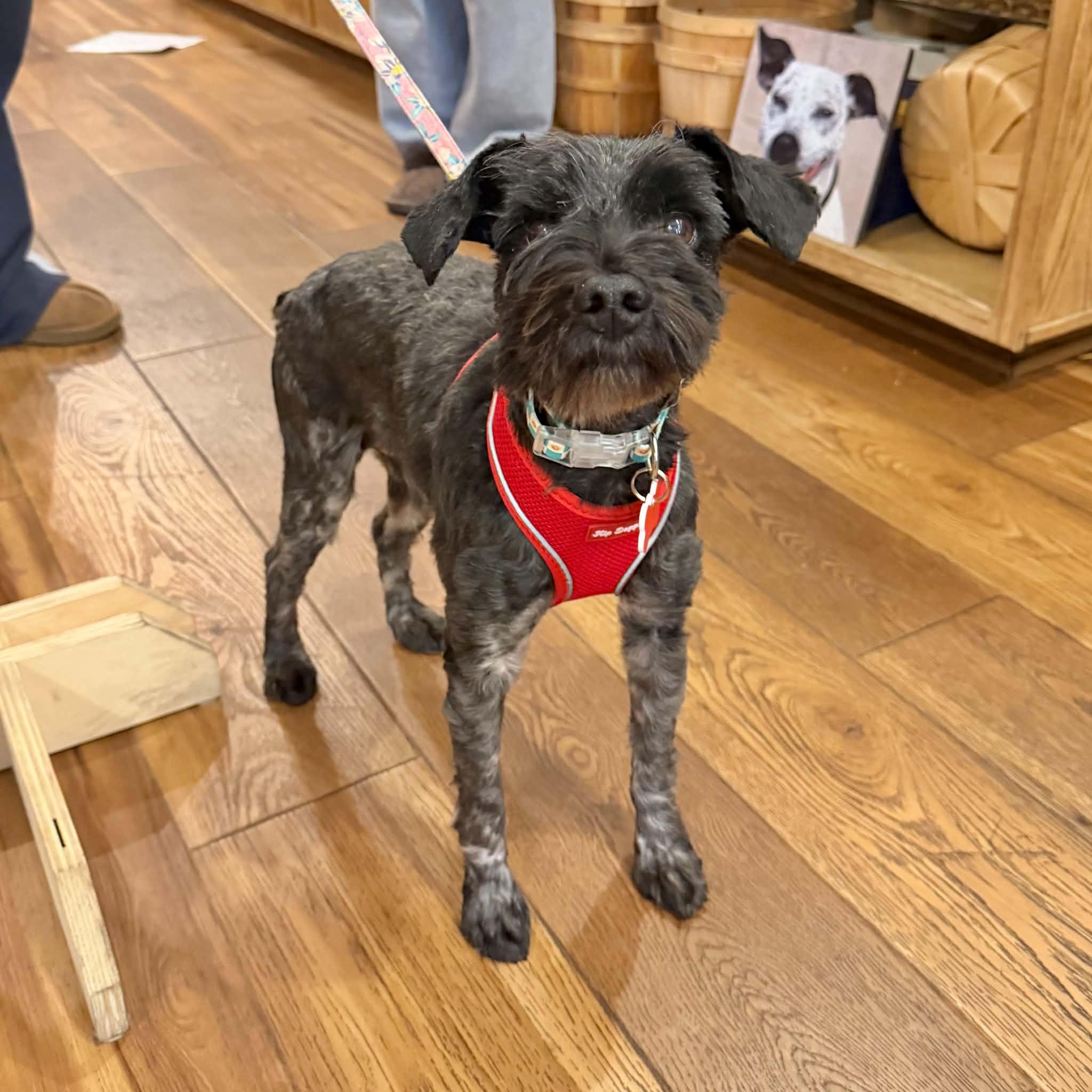 Enlarge Chance, a Adoptable Miniature Schnauzer in Boulder, CO image 1/6