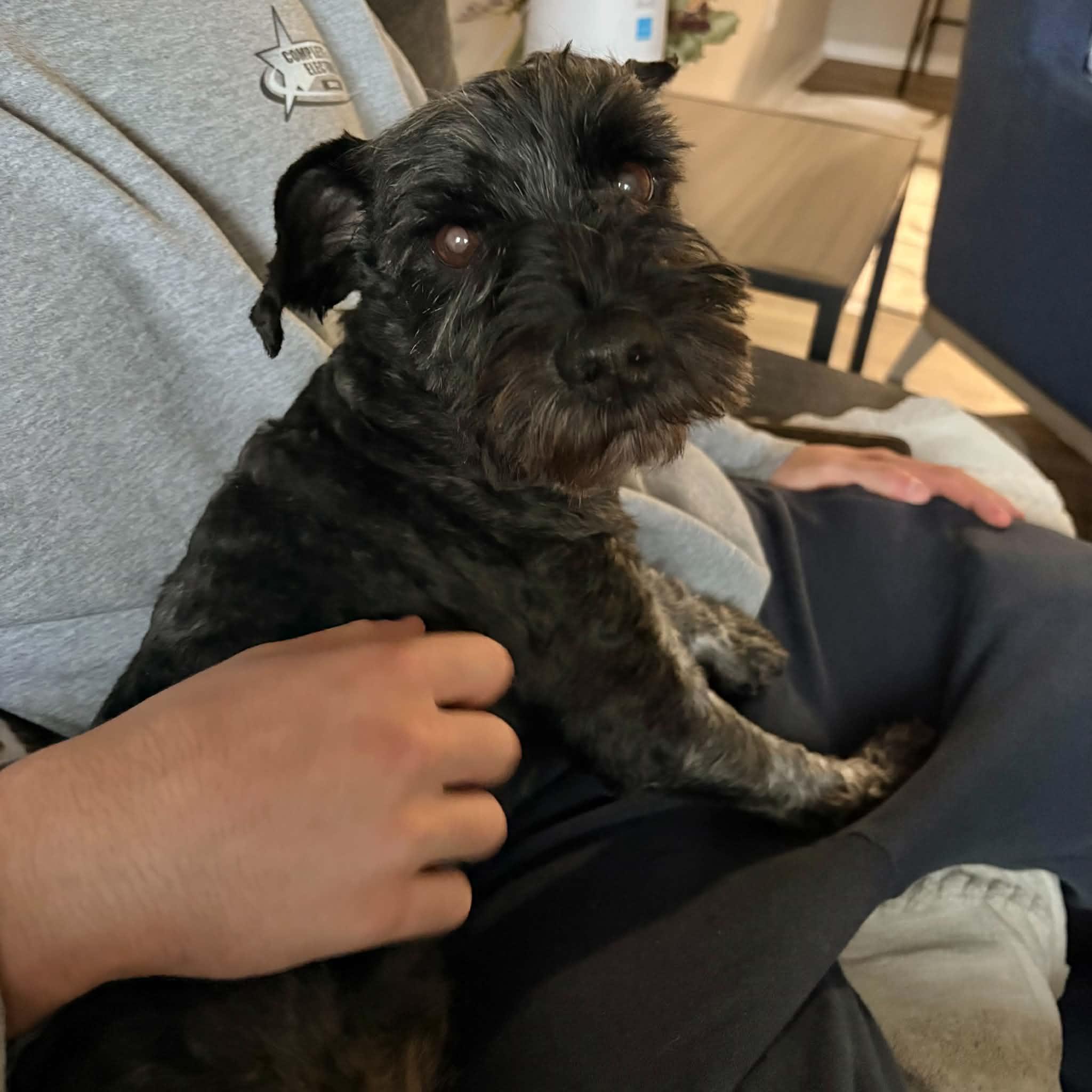 Enlarge Chance, a Adoptable Miniature Schnauzer in Boulder, CO image 4/6
