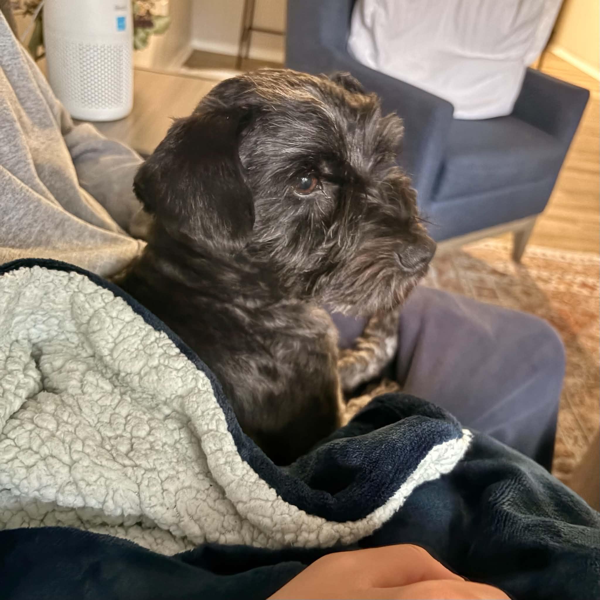 Enlarge Chance, a Adoptable Miniature Schnauzer in Boulder, CO image 2/6