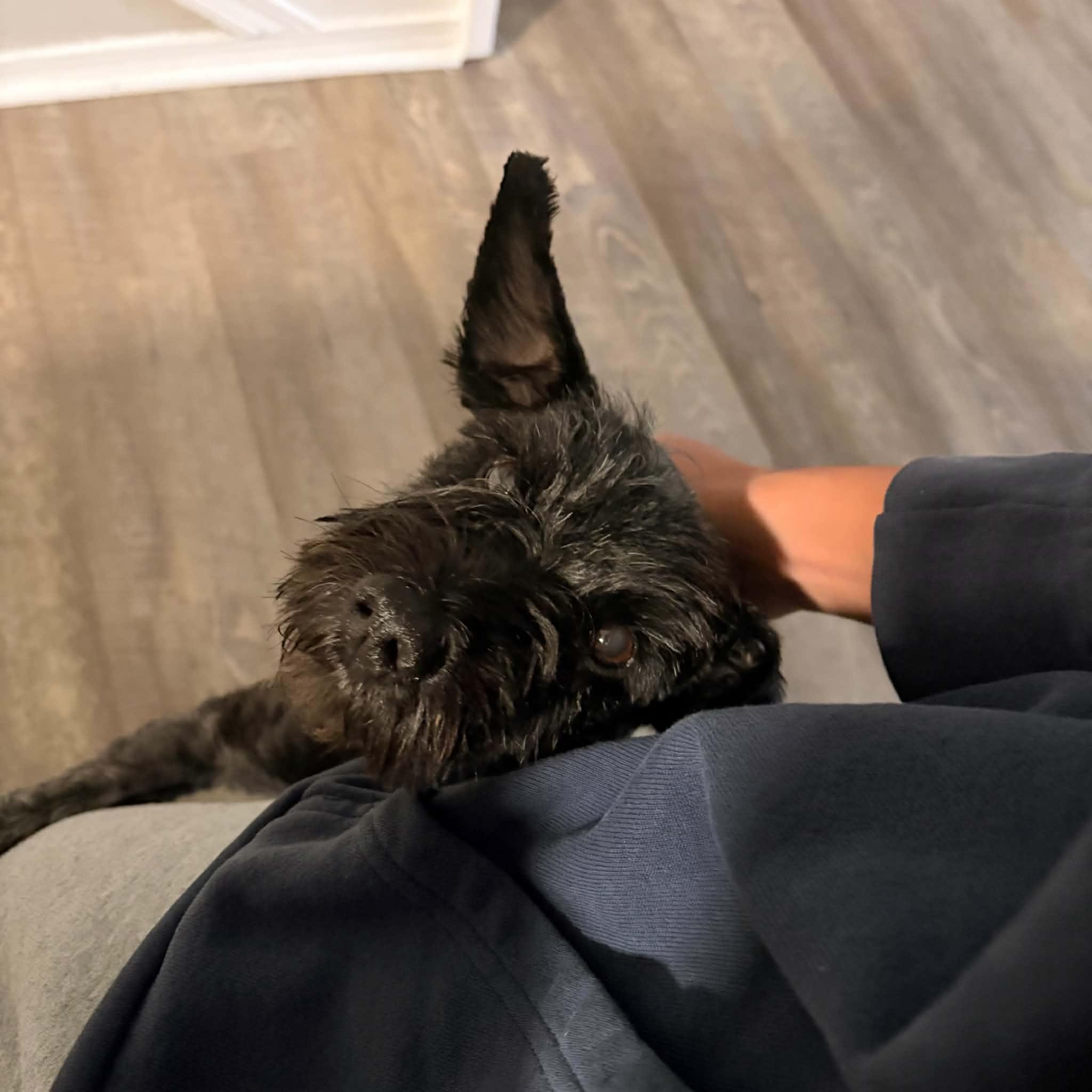 Enlarge Chance, a Adoptable Miniature Schnauzer in Boulder, CO image 5/6