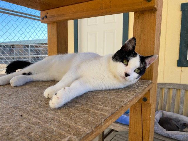Enlarge Cannoli, a Adoptable mixed breed in Escondido, CA image 2/2