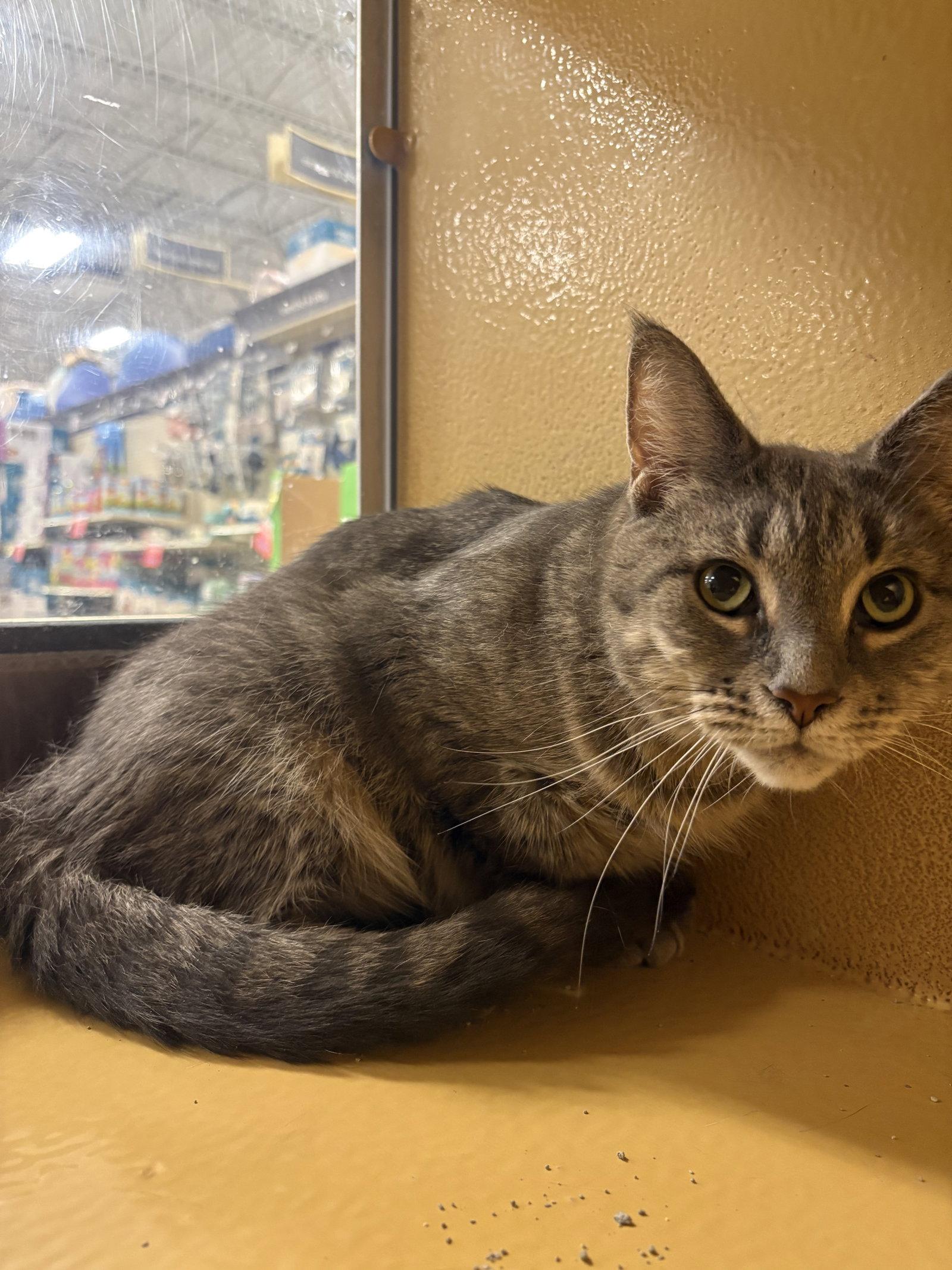 Princess, Adoptable, Adult Female Domestic Short Hair & Tabby.