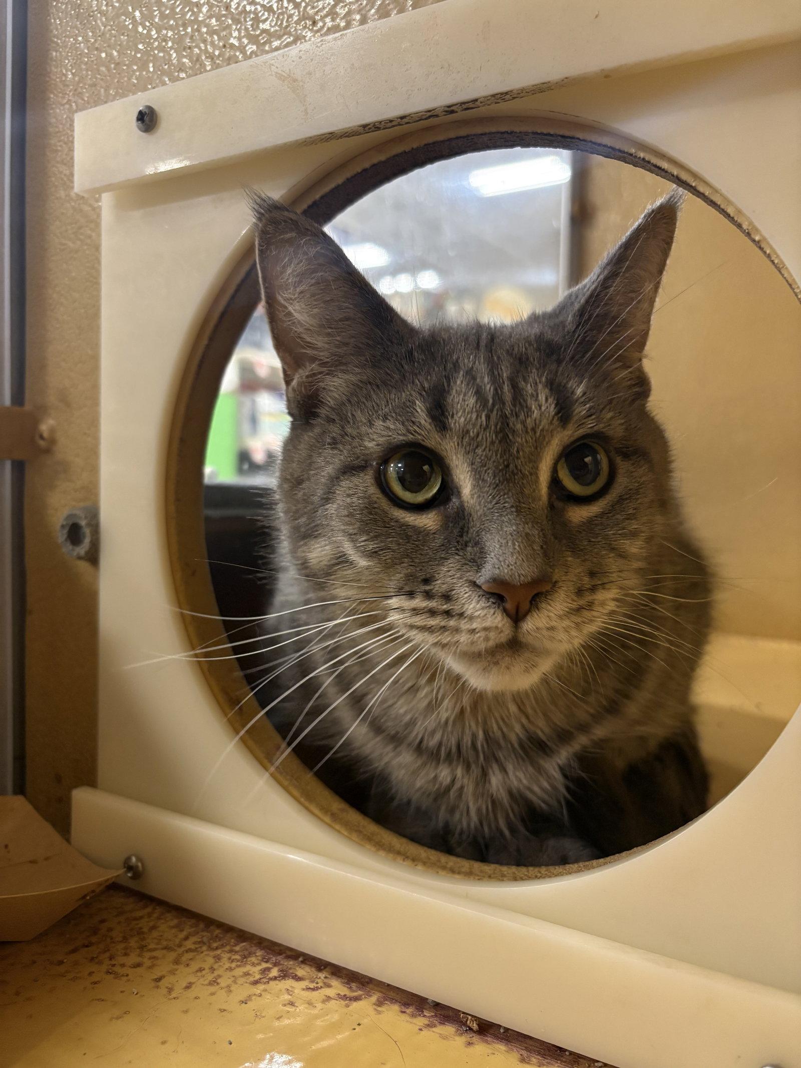 Enlarge Princess, a Adoptable mixed breed in Yardley, PA image 2/2
