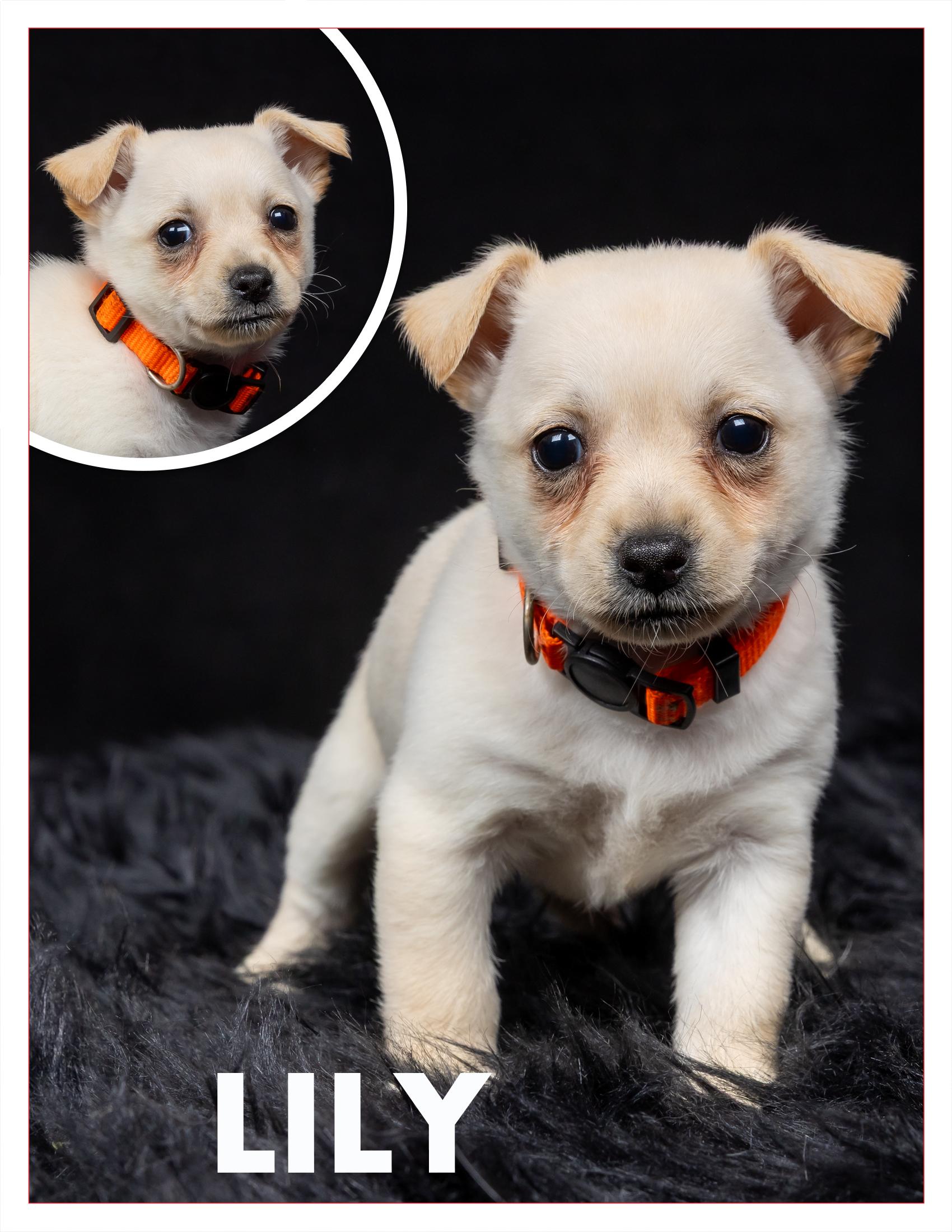 Lily, a Adopted mixed breed in Salem, OR image 2/2