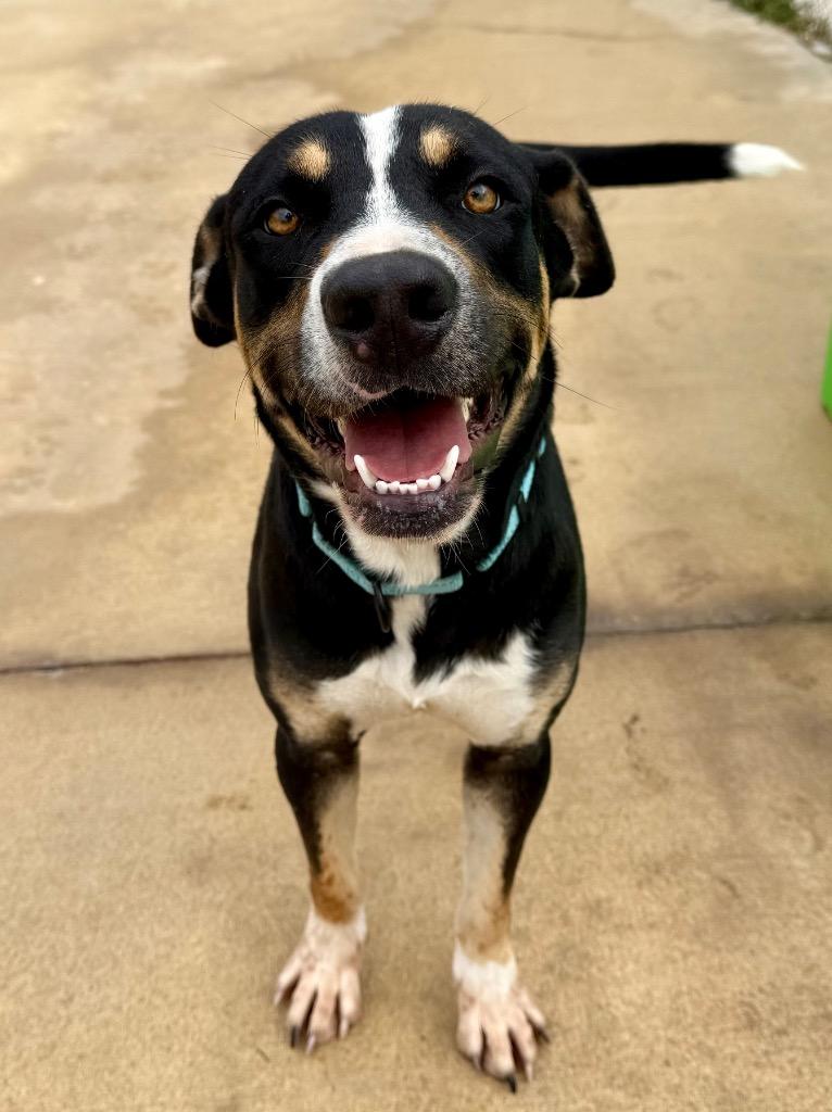 Baby Huey, Adoptable, Young Male Hound & Mixed Breed.