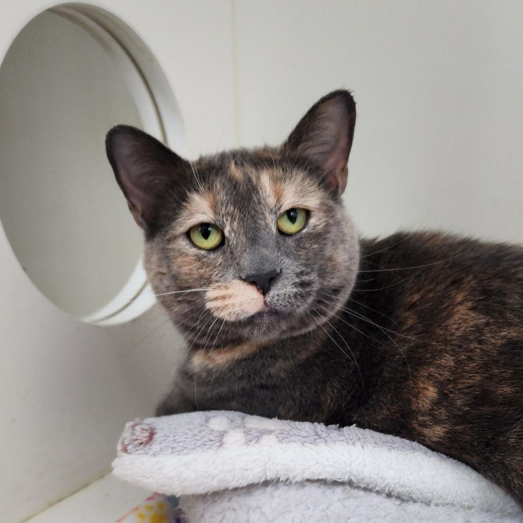 Gracie, Adoptable, Adult Female Domestic Short Hair.
