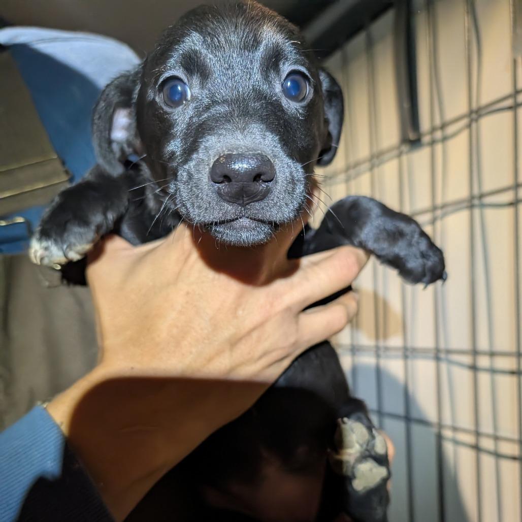 Yahtzee, Adoptable, Puppy Female Mixed Breed.