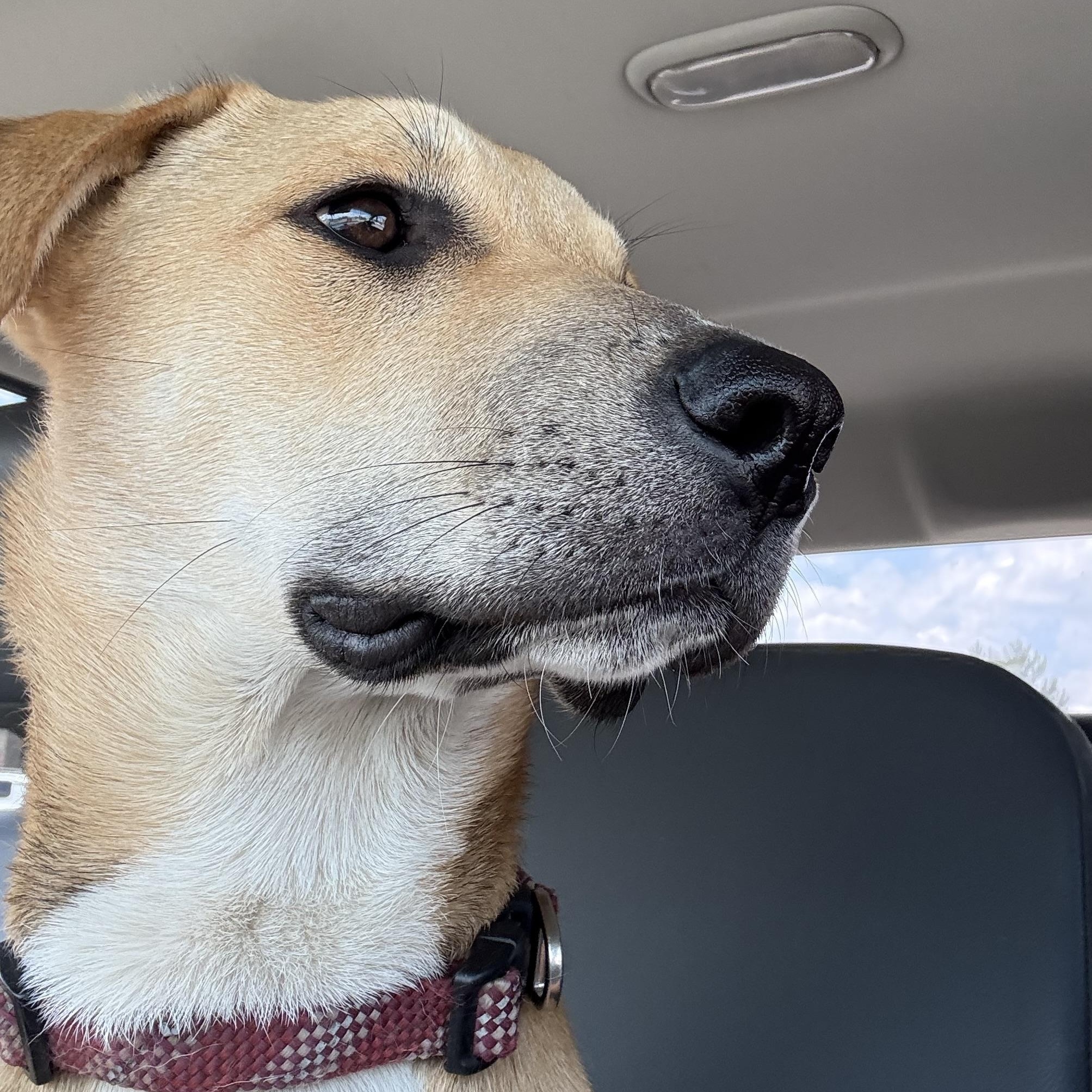 Enlarge Pearl , a ADOPTABLE Mixed Breed in Choteau, MT image 1/2