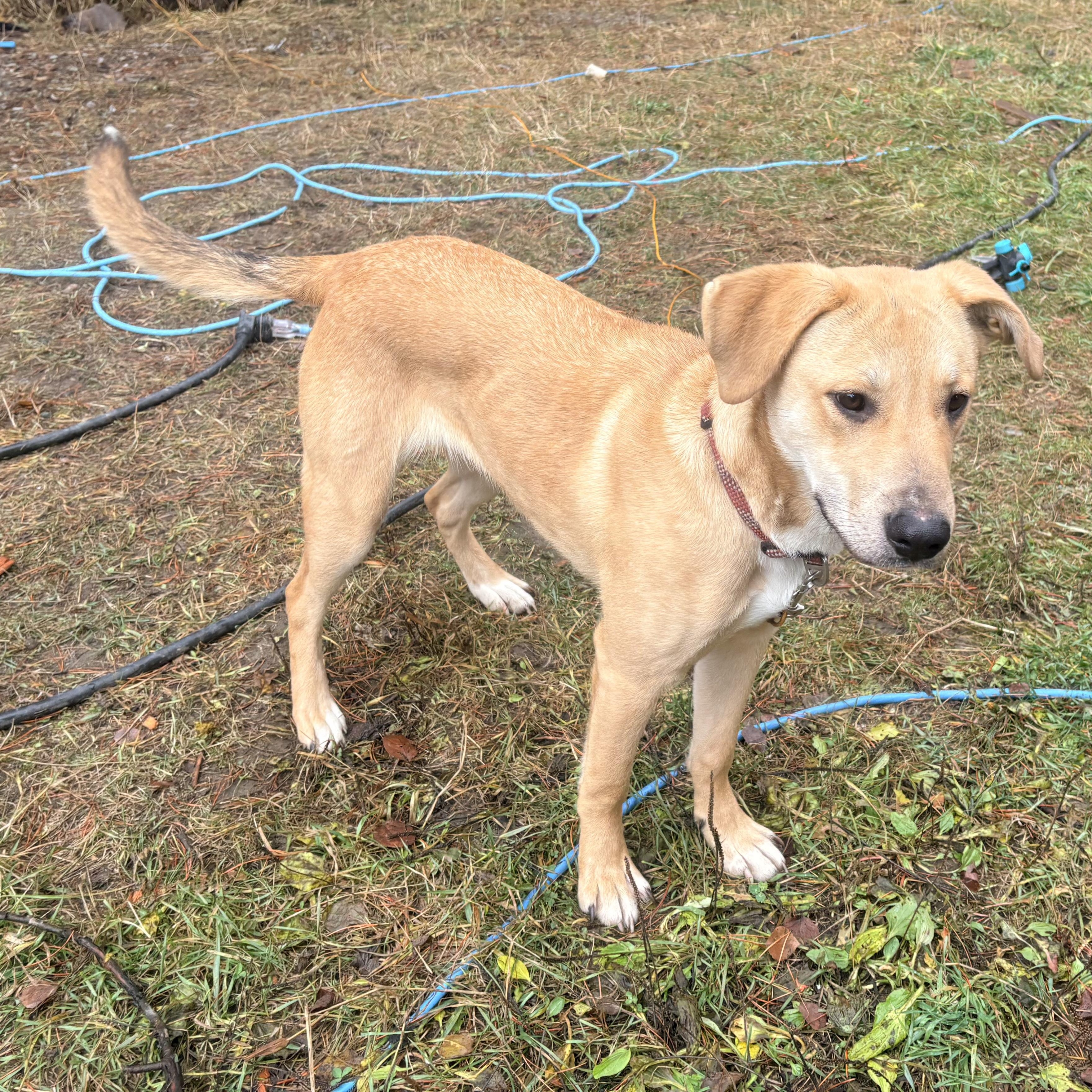 Enlarge Pearl , a ADOPTABLE Mixed Breed in Choteau, MT image 2/2