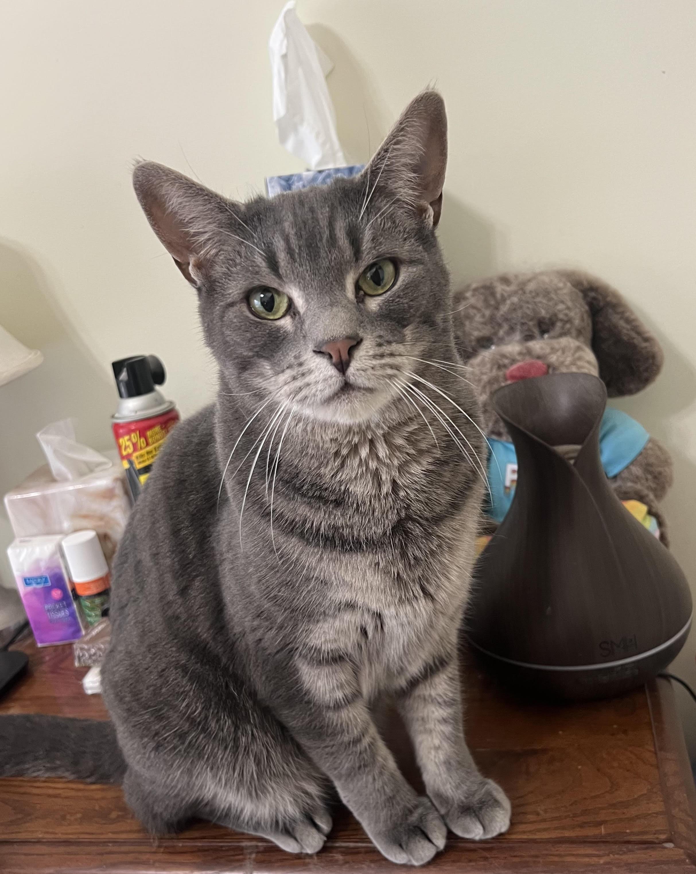 Enlarge Baker, a Adopted Domestic Short Hair in Myrtle Beach, SC image 1/1