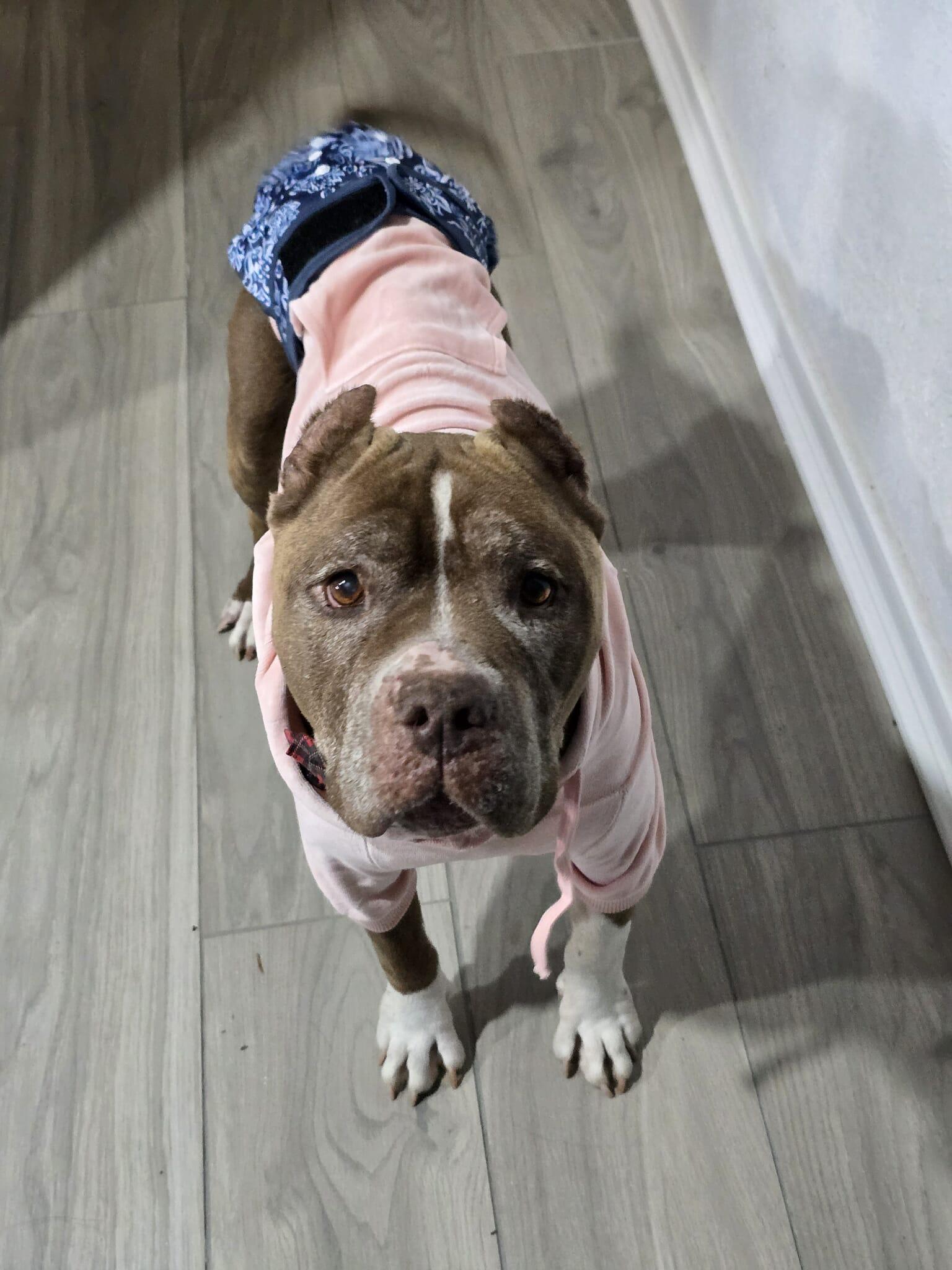 Enlarge Mary Jane, a Adoptable American Staffordshire Terrier in Arlee, MT image 4/6