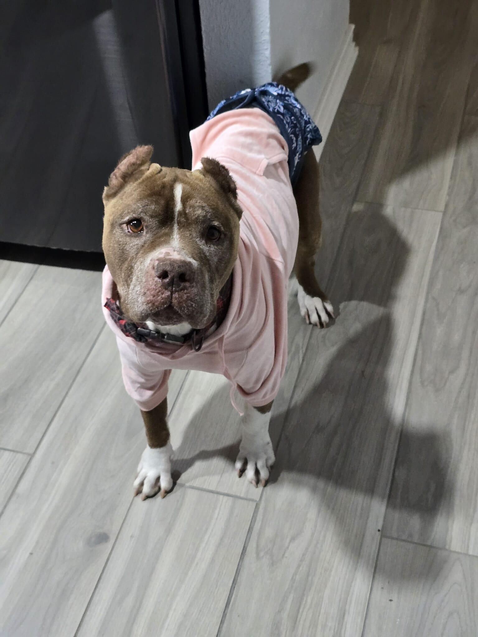 Enlarge Mary Jane, a Adoptable American Staffordshire Terrier in Arlee, MT image 6/6