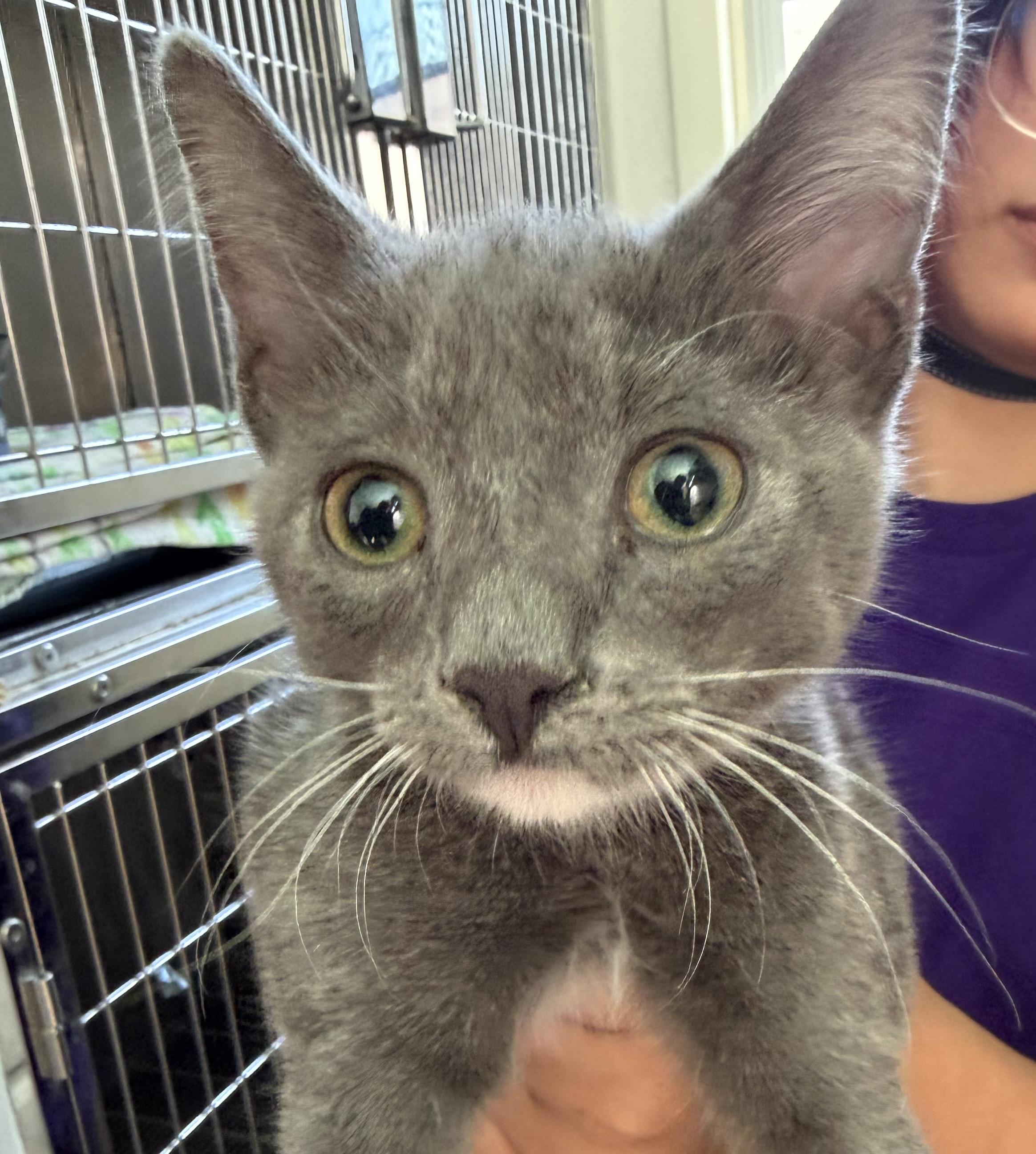 Zuni, ADOPTABLE, Young Female Domestic Short Hair.