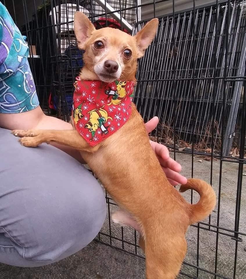Beans, Adoptable, Adult Male Chihuahua.