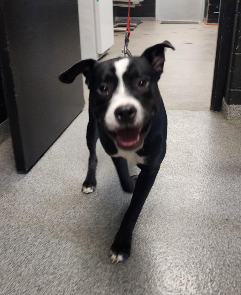 RAY, Adoptable, Young Male Pit Bull Terrier.