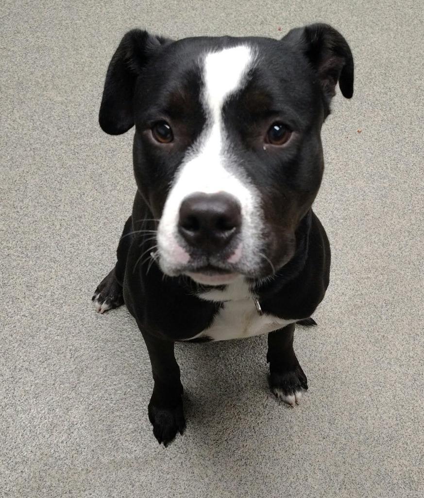 Enlarge RAY, a Adoptable Pit Bull Terrier in Fremont, OH image 2/2