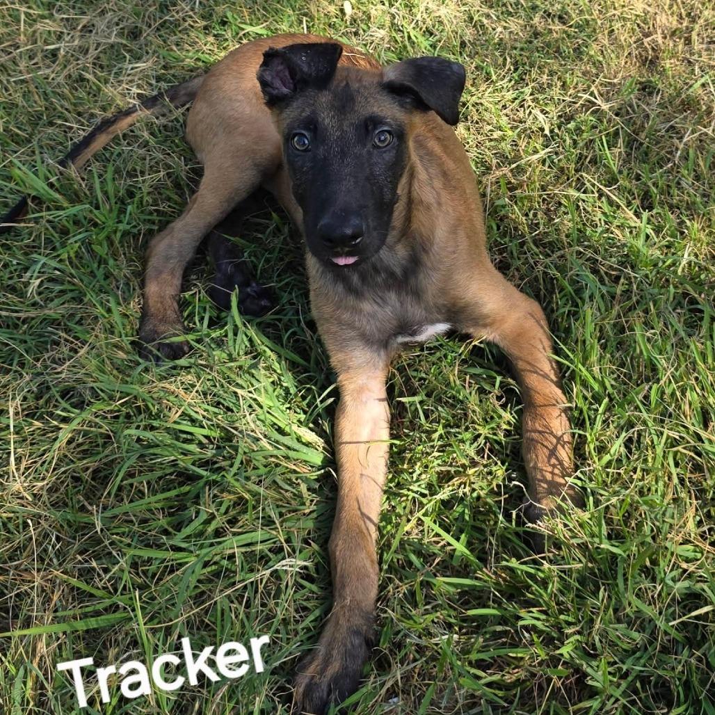 Tracker DD photo 2