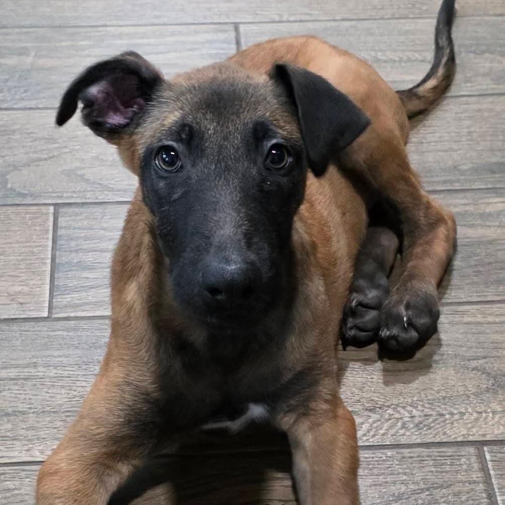 Tracker DD, Baby Male Belgian Shepherd / Malinois