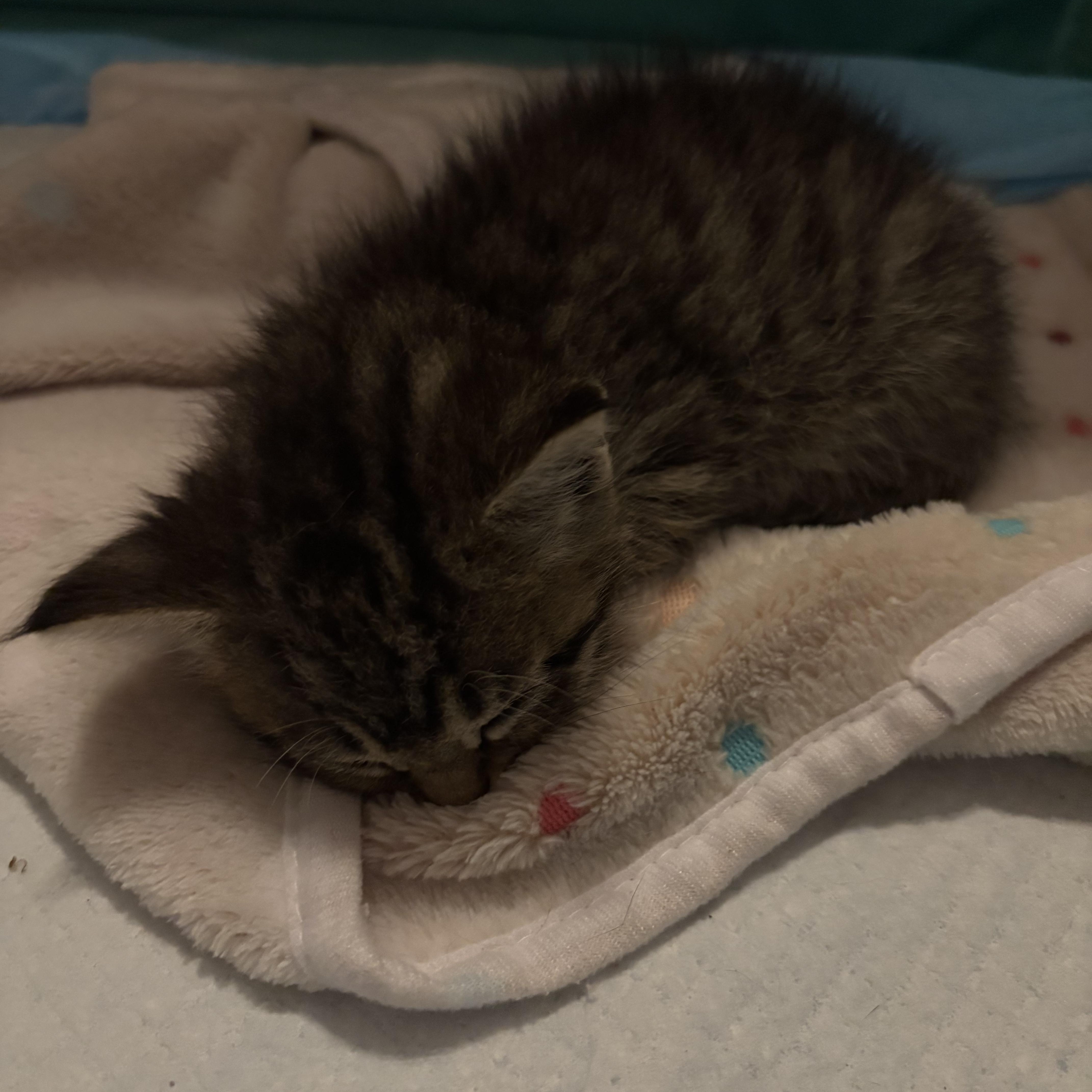 Roly Poly, an adopted Domestic Medium Hair in LITTLE MOUNTAIN, SC image 3/6
