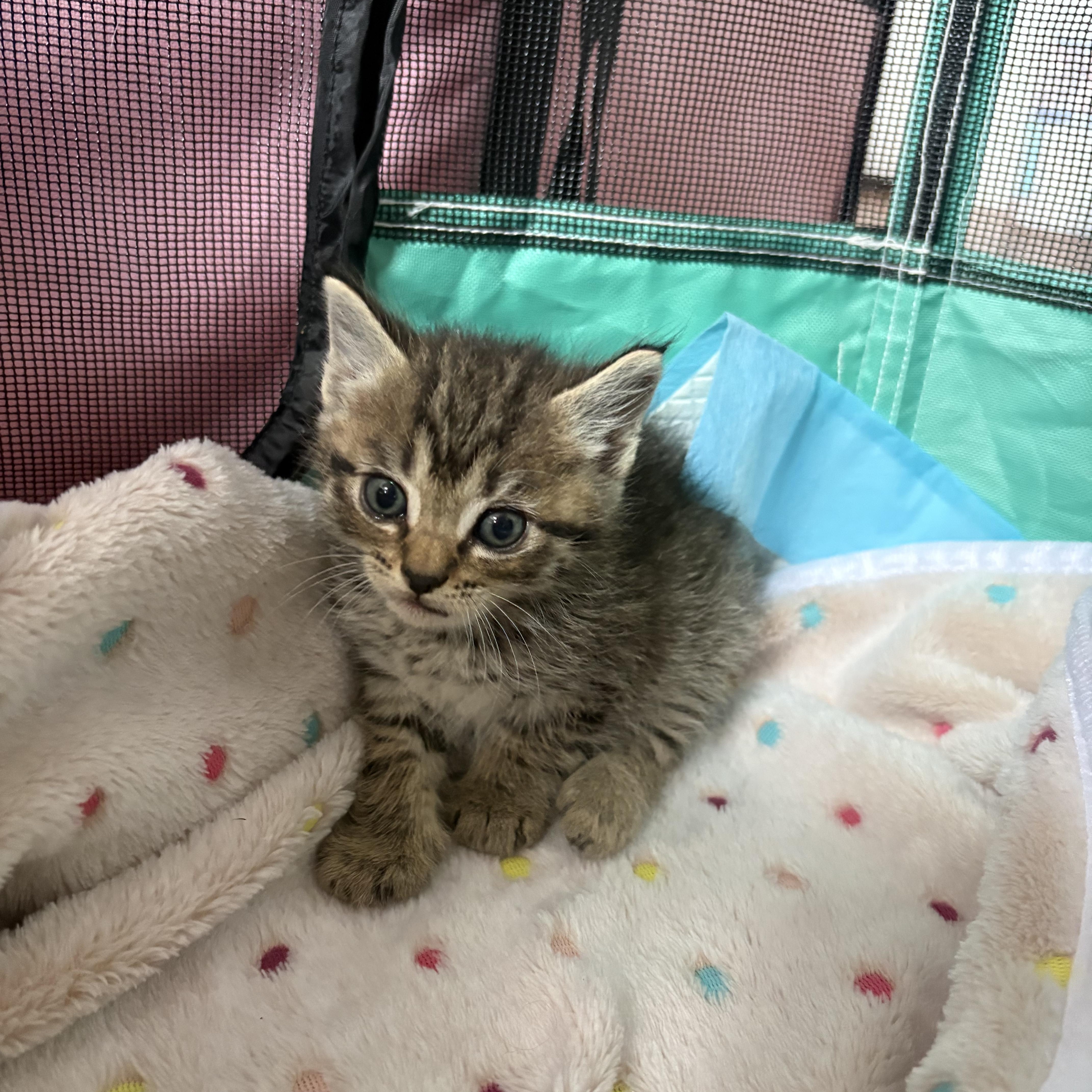 Roly Poly, an adopted Domestic Medium Hair in LITTLE MOUNTAIN, SC image 4/6