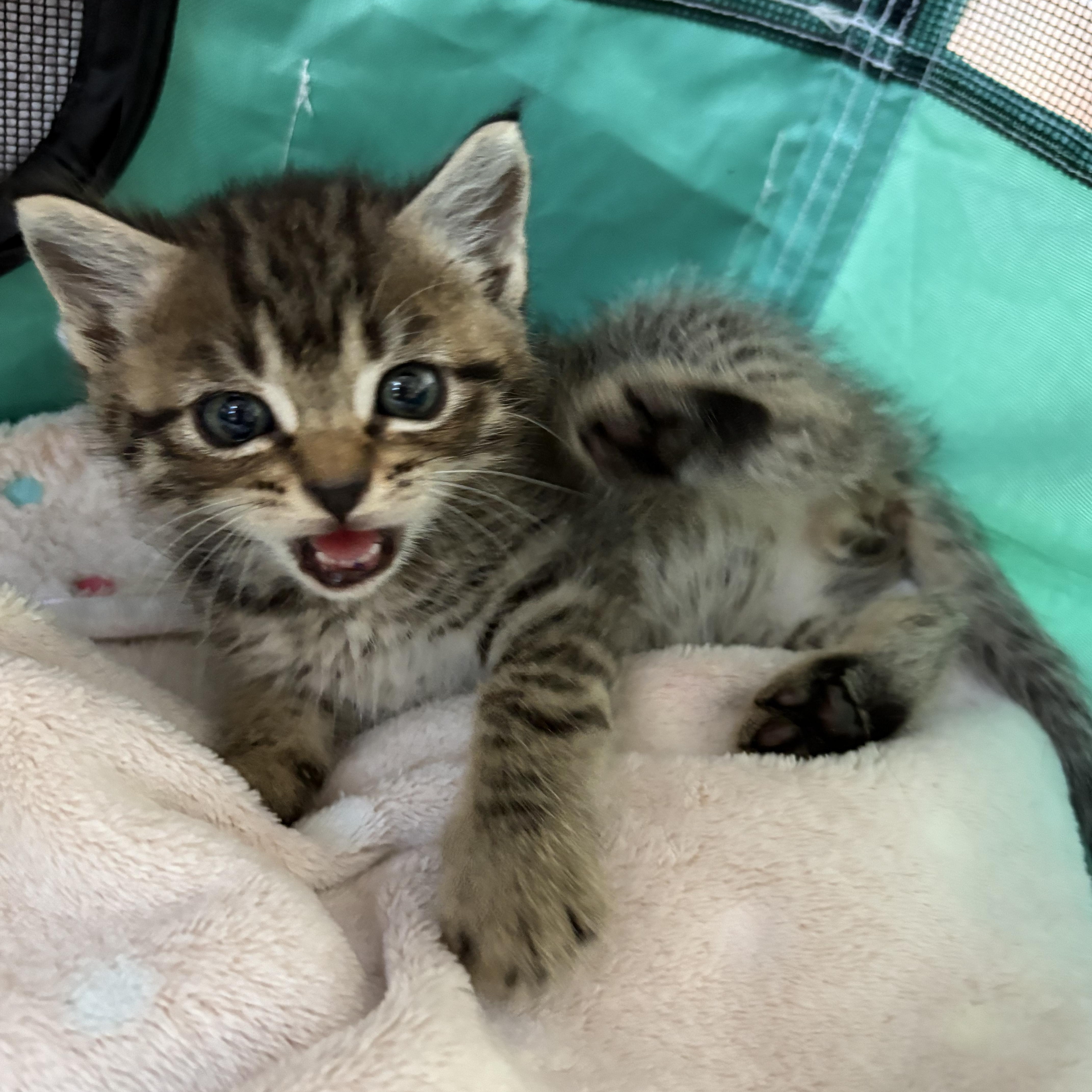 Roly Poly, adopted, Kitten Male Domestic Medium Hair.