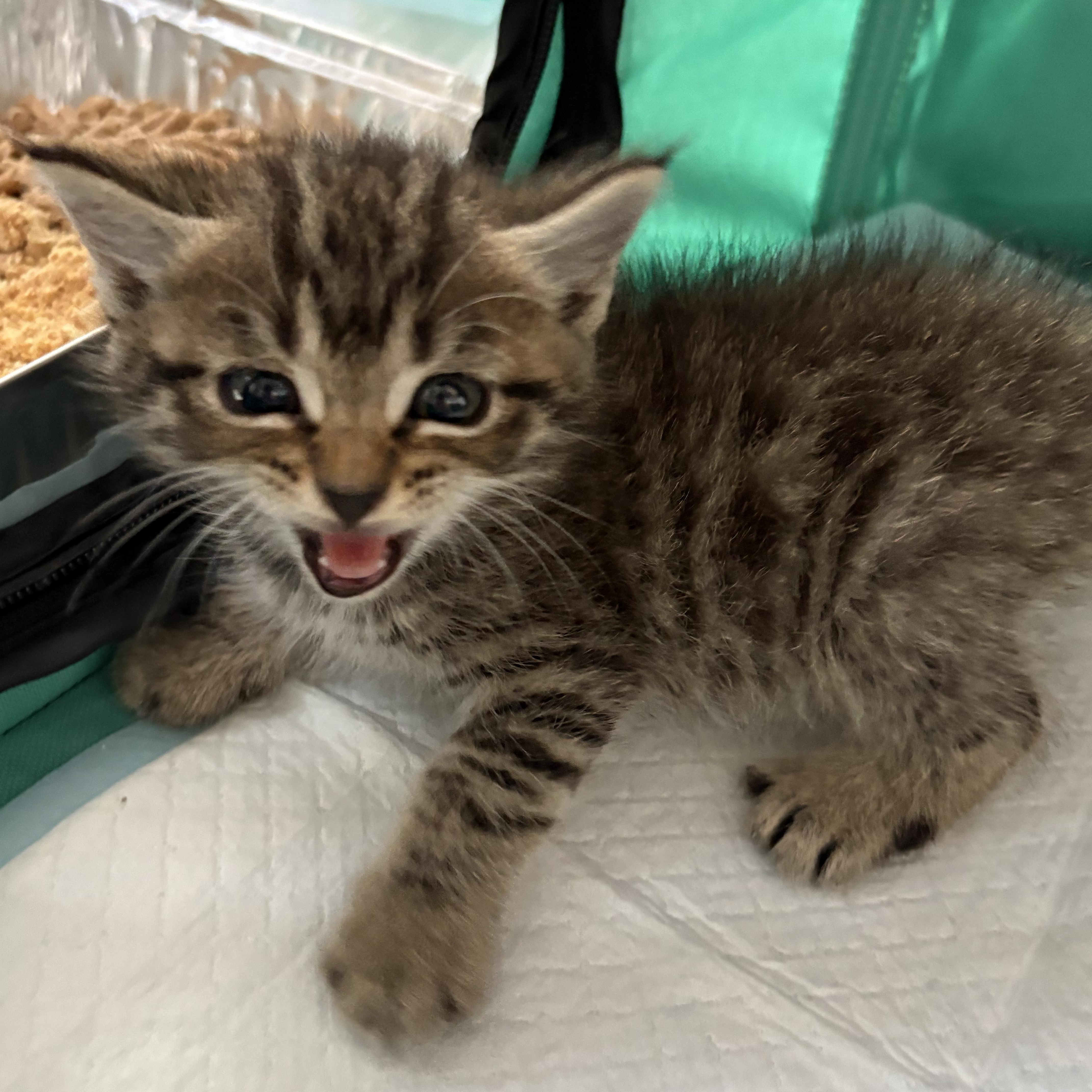 Roly Poly, an adopted Domestic Medium Hair in LITTLE MOUNTAIN, SC image 6/6