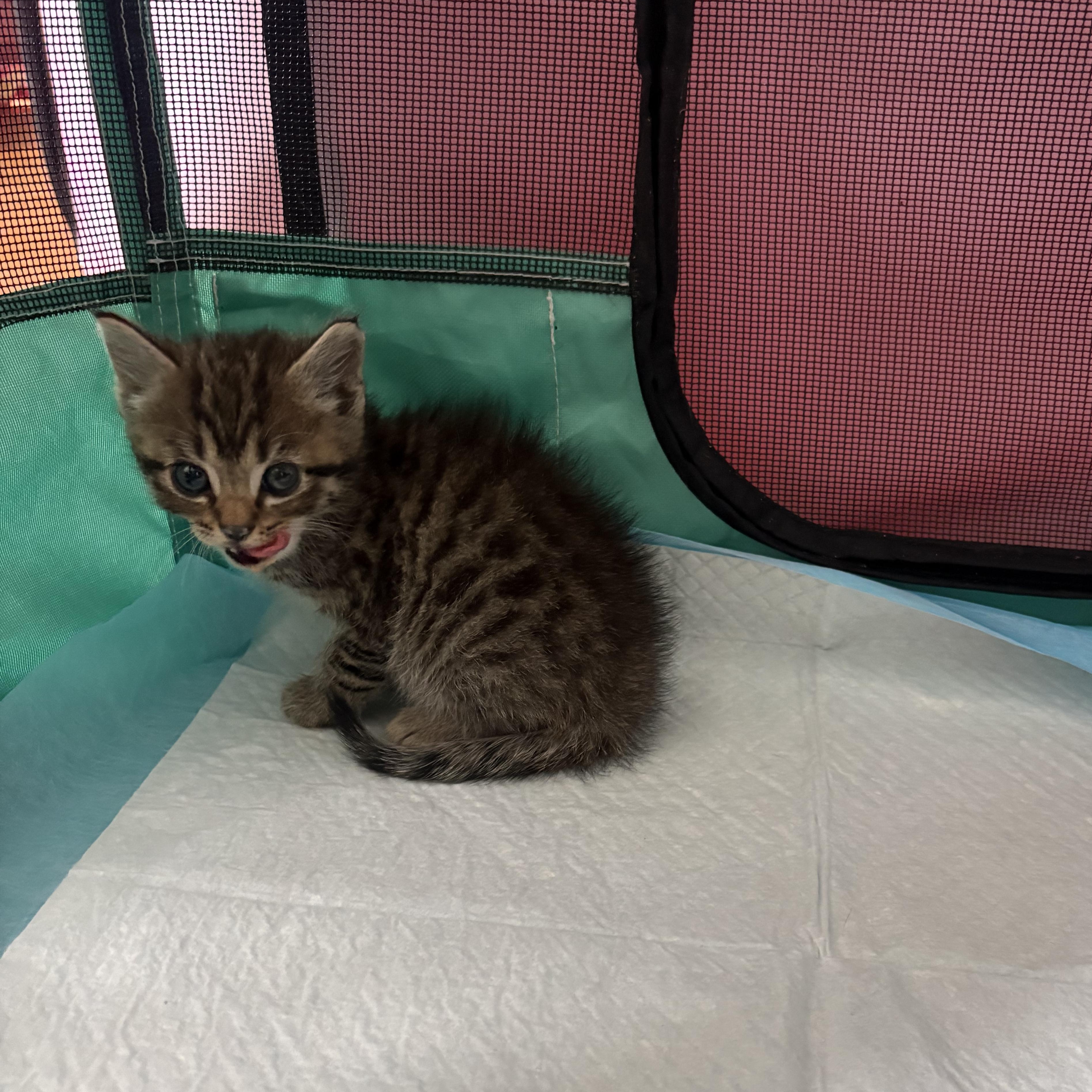 Roly Poly, an adopted Domestic Medium Hair in LITTLE MOUNTAIN, SC image 5/6