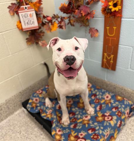 Enlarge NICO, a Adoptable Pit Bull Terrier in Brighton, CO image 1/1