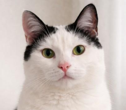Enlarge Lulu – Confident. Opinionated. Yours., a Adoptable mixed breed in Hillsboro, TX image 1/6