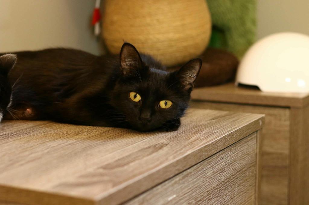 Enlarge Divine, a Adoptable mixed breed in Maryville, TN image 1/1
