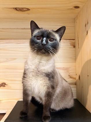 MJ, Adoptable, Adult Female Domestic Short Hair & Domestic Short Hair.