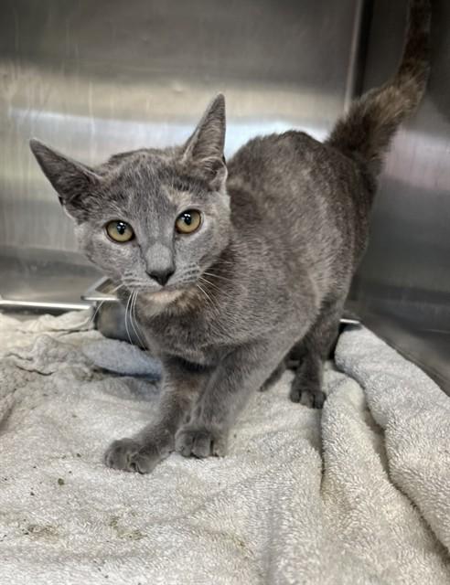 SIENNA, Adoptable, Young Female Domestic Short Hair.