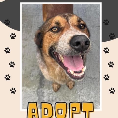 Rambo, Adoptable, Adult Male Australian Cattle Dog / Blue Heeler.