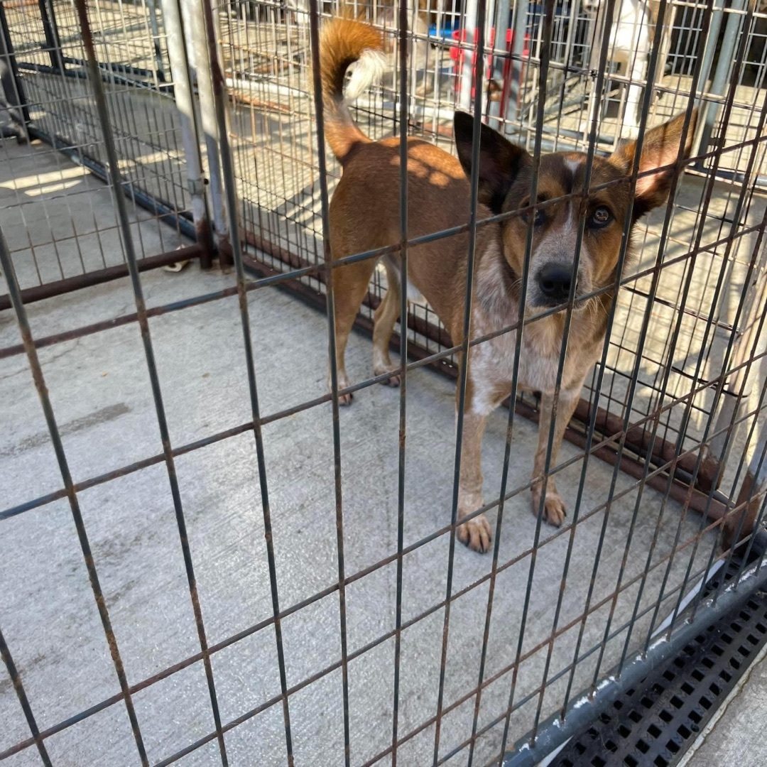 Enlarge Rambo, a Adoptable Australian Cattle Dog / Blue Heeler in Elizabeth, WV image 2/2