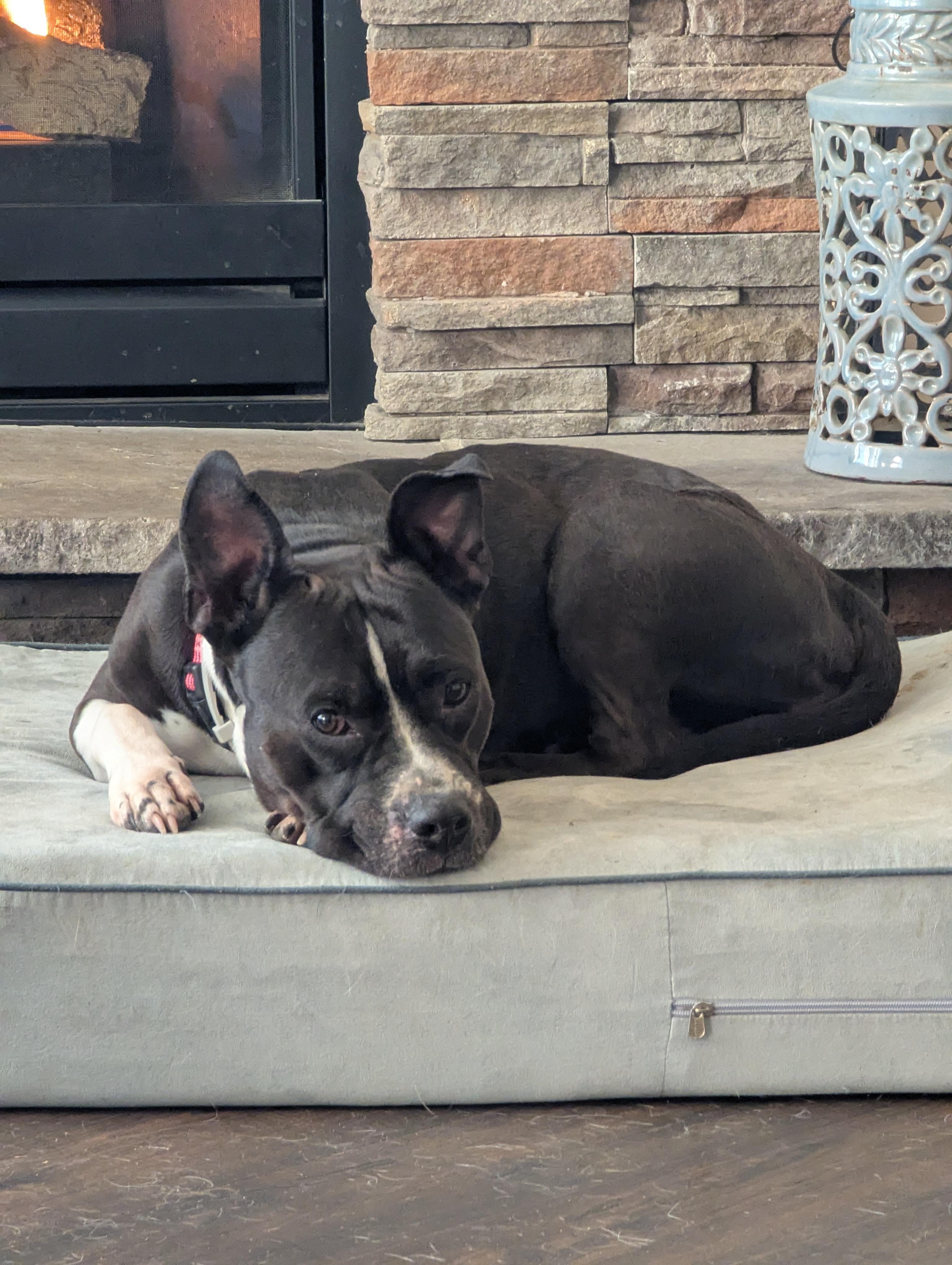 Enlarge Panda, a Adoptable mixed breed in Indianapolis, IN image 4/4